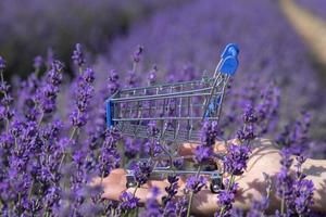 ein Korb von Kunden steht im das Palme von ein Frau Hand umgeben durch Lavendel Blüten im ein Lavendel Feld. foto