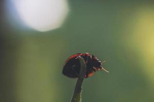 Marienkäfer auf Blatt schließen oben auf Grün Hintergrund foto