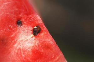 Scheibe von Wassermelone auf dunkel Hintergrund Nahansicht. Wassermelone Samen Makro foto