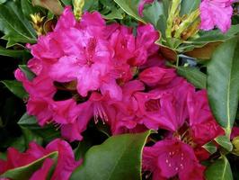 hell rot Blumen von 'Nova zembla' Rhododendron foto