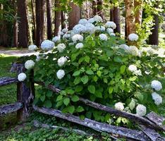 Weiß Hortensien wachsend durch ein rustikal Zaun foto
