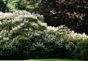 National Champion Buttbrush Rosskastanie Baum im Norden Carolina foto