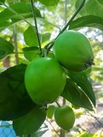 Nahansicht von ein Bündel von Grün Äpfel wachsend auf das Geäst von ein Apfel Baum foto