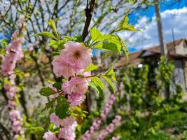 schön Sakura Blumen foto