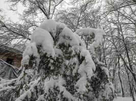 Winter im das Park Landschaft Hintergrund foto