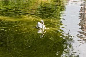 Weiß Pelikan auf das See schließen oben foto