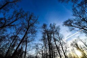 Blick auf den Wald foto