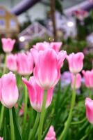 süß wenig Süss Tulpen botanisch foto