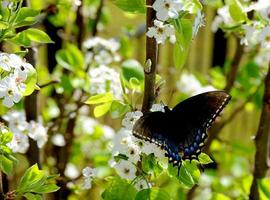 ein schwarz Schwalbenschwanz Schmetterling erstreckt sich seine Flügel wie er verbraucht Blume Nektar. foto
