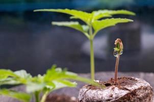 Baby Cannabis Sämling sprießen im im Handumdrehen Torf Pellet mit fallen von Wasser klar auf oben schließen oben foto