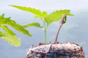 Baby Cannabis Sämling sprießen im im Handumdrehen Torf Pellet mit fallen von Wasser klar auf oben schließen oben foto