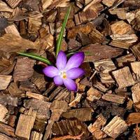 Krokus blühen Pflanzen im Iris Familie. Blumen Nahansicht auf natürlich Hintergrund. foto