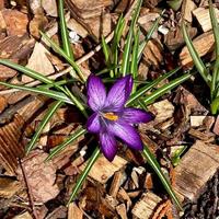 Krokus blühen Pflanzen im Iris Familie. Blumen Nahansicht auf natürlich Hintergrund. foto