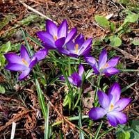 Krokus blühen Pflanzen im Iris Familie. Blumen Nahansicht auf natürlich Hintergrund. foto