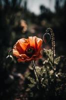 polly Blume im das wild fesselnd Fotografie von ein schön und Selten blühen foto