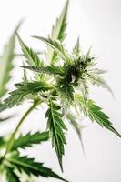 ein hohe Auflösung fotografieren von ein Marihuana Sativa Knospe auf ein Weiß Hintergrund foto