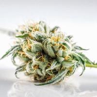 ein hohe Auflösung fotografieren von ein Marihuana Sativa Knospe auf ein Weiß Hintergrund foto