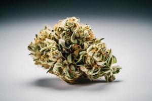 ein hohe Auflösung fotografieren von ein Marihuana Sativa Knospe auf ein Weiß Hintergrund foto