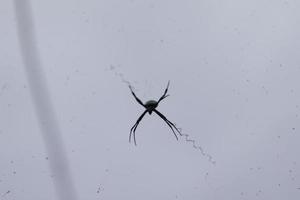 ein Spinne thront auf es ist Netz mit ein Himmel Hintergrund foto