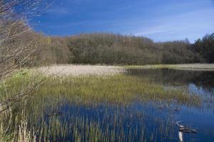 Frühling Landschaft mit Wasser und Bäume auf ein warm sonnig Tag foto