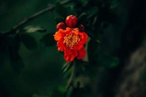 rot Granatapfel Blume auf ein Baum im das Garten auf ein Frühling Tag gegen ein Grün Hintergrund foto