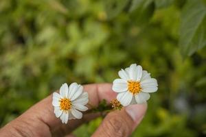 Makro Foto von Wiese Blume Weiss, Rosa Gelb und violett Farbe. das Foto ist geeignet zu verwenden zum Natur Blume Hintergrund, Poster und Werbung.