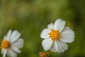 Makro Foto von Wiese Blume Weiss, Rosa Gelb und violett Farbe. das Foto ist geeignet zu verwenden zum Natur Blume Hintergrund, Poster und Werbung.