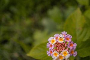 Makro Foto von Wiese Blume Weiss, Rosa Gelb und violett Farbe. das Foto ist geeignet zu verwenden zum Natur Blume Hintergrund, Poster und Werbung.