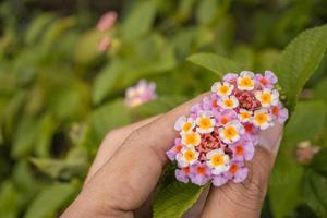 Makro Foto von Wiese Blume Weiss, Rosa Gelb und violett Farbe. das Foto ist geeignet zu verwenden zum Natur Blume Hintergrund, Poster und Werbung.