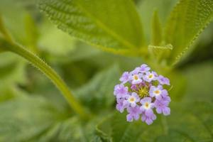 Makro Foto von Wiese Blume Weiss, Rosa Gelb und violett Farbe. das Foto ist geeignet zu verwenden zum Natur Blume Hintergrund, Poster und Werbung.