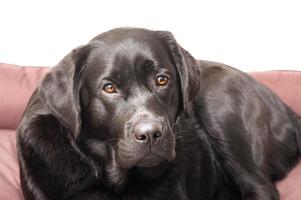 ein Hund von das Labrador Retriever Rasse Lügen im es ist Bett zum Hunde. schwarz Hund isolieren auf ein Weiß. foto