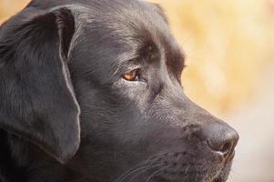 Profil von ein schwarz Hund im Sonnenlicht. schwarz Labrador Retriever. foto