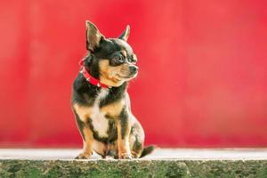 Chihuahua dreifarbig auf ein rot Hintergrund. Profil von ein Hund im ein Kragen. foto