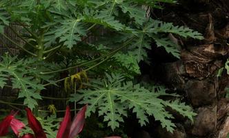 Grün botanisch Blätter Zuhause Gartenarbeit thematisch Fotografie isoliert auf Landschaft Hintergrund Vorlage. wild Pflanze auf Bürgersteig draussen Park. foto