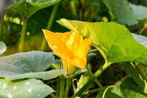 Hintergrund mit Blumen foto