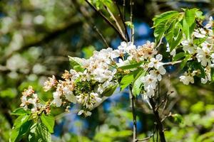 Hintergrund mit Blumen foto