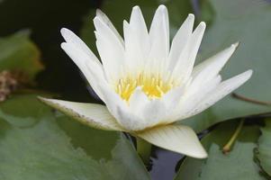 Lotusblume in einem Teich mit Seerosenblättern