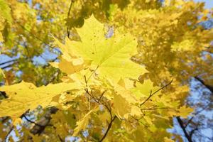 Herbst Hintergrund. groß Gelb Ahorn Blätter. foto