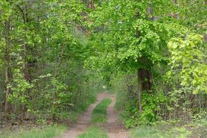 laubabwerfend Grün Wald mit ein Fußweg. foto