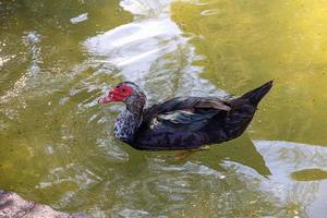 schwarz und Weiß Ente auf ein Grün Hintergrund im warm Sonnenschein im das Park foto