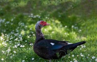 schwarz und Weiß Ente auf ein Grün Hintergrund im warm Sonnenschein im das Park foto