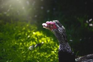 schwarz und Weiß Ente auf ein Grün Hintergrund im warm Sonnenschein im das Park foto