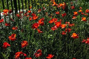 Wiese voll von Blühen rot Mohnblumen auf ein Grün Gras Hintergrund mit ein warm Frühling Tag foto