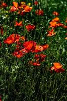 Wiese voll von Blühen rot Mohnblumen auf ein Grün Gras Hintergrund mit ein warm Frühling Tag foto