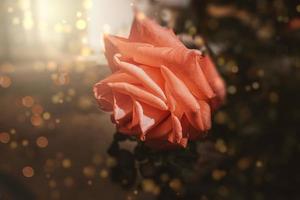 zart Frühling Blume Rose Nahansicht im ein sonnig Garten foto