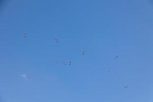 Blau Himmel Hintergrund mit fliegend schwarz und Weiß Storch Vogel foto