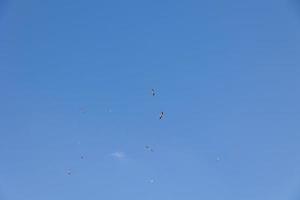 Blau Himmel Hintergrund mit fliegend schwarz und Weiß Storch Vogel foto