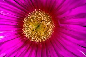 Frühling zart lila Blume Eis Pflanze unter Grün Blätter Nahansicht Bildung das Hintergrund foto