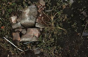 wild Pflanzen auf Seite gehen Garten draussen isoliert Foto auf Landschaft Vorlage Hintergrund. wild Pflanzen auf Stein Schmutz Boden.