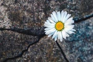 Weiß Gänseblümchen Blume im das Riss von ein alt Stein Platte - - das Konzept von Wiedergeburt, Glaube, Hoffnung, Neu Leben, ewig Seele foto